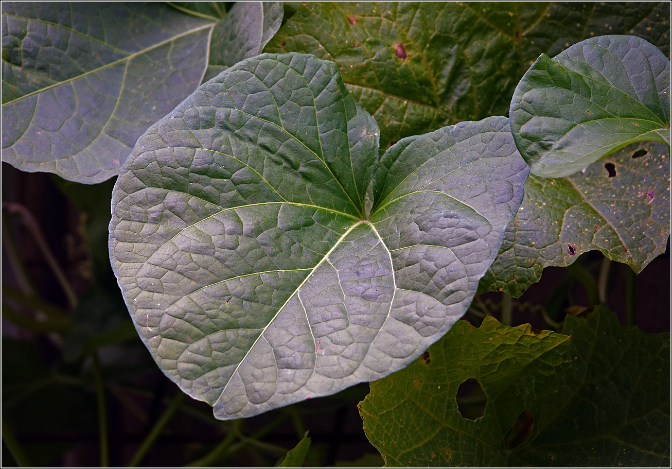 Изображение особи Ipomoea purpurea.