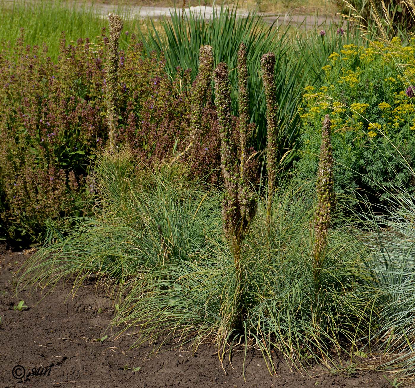 Изображение особи Asphodeline taurica.