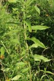 Oenothera biennis. Средняя часть цветущего и плодоносящего растения. Псковская обл., Псковский р-н, окр. погоста Выбуты, борт дол. р. Великая, бровка известнякового склона, сухой луг. 02.08.2025.