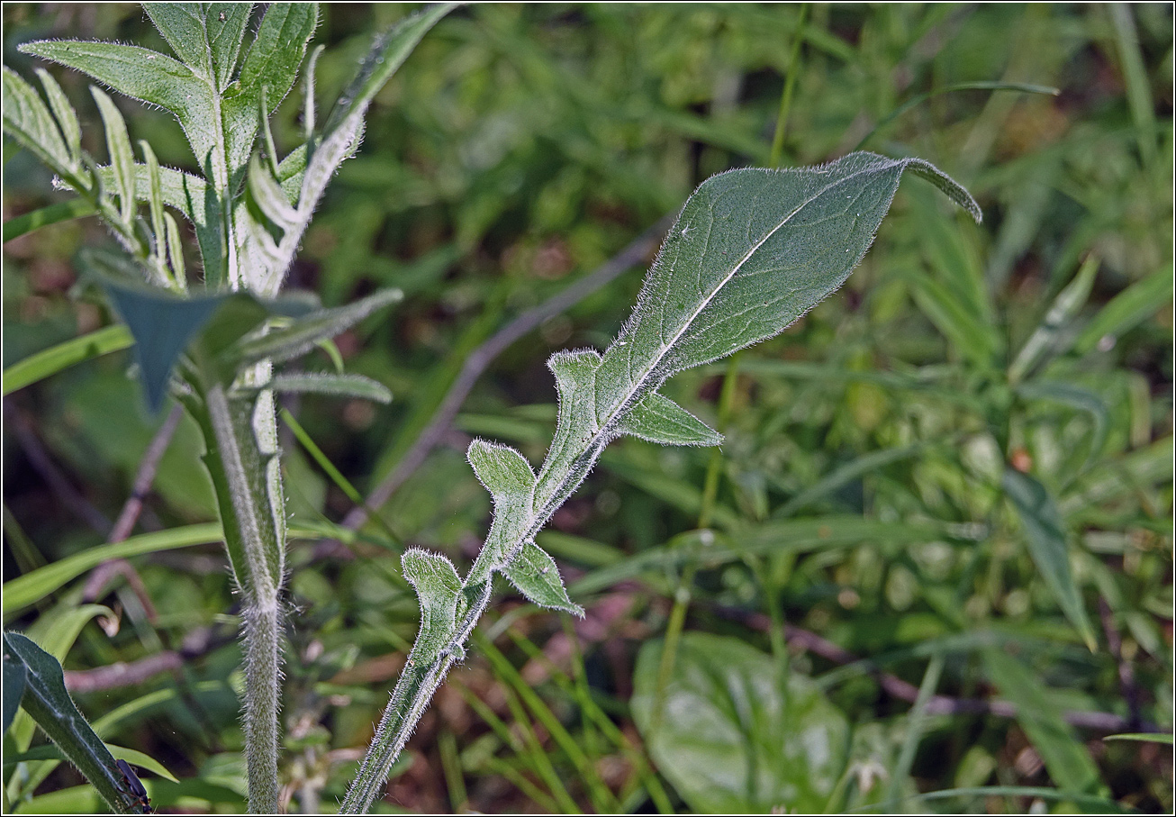 Изображение особи Knautia arvensis.