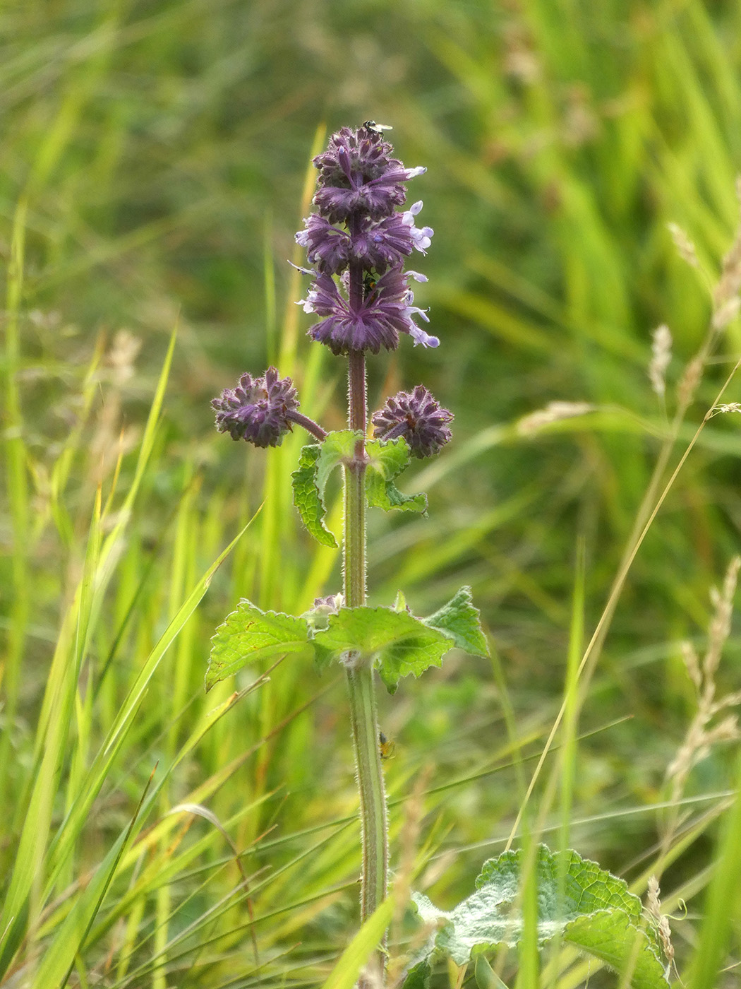 Изображение особи Salvia verticillata.