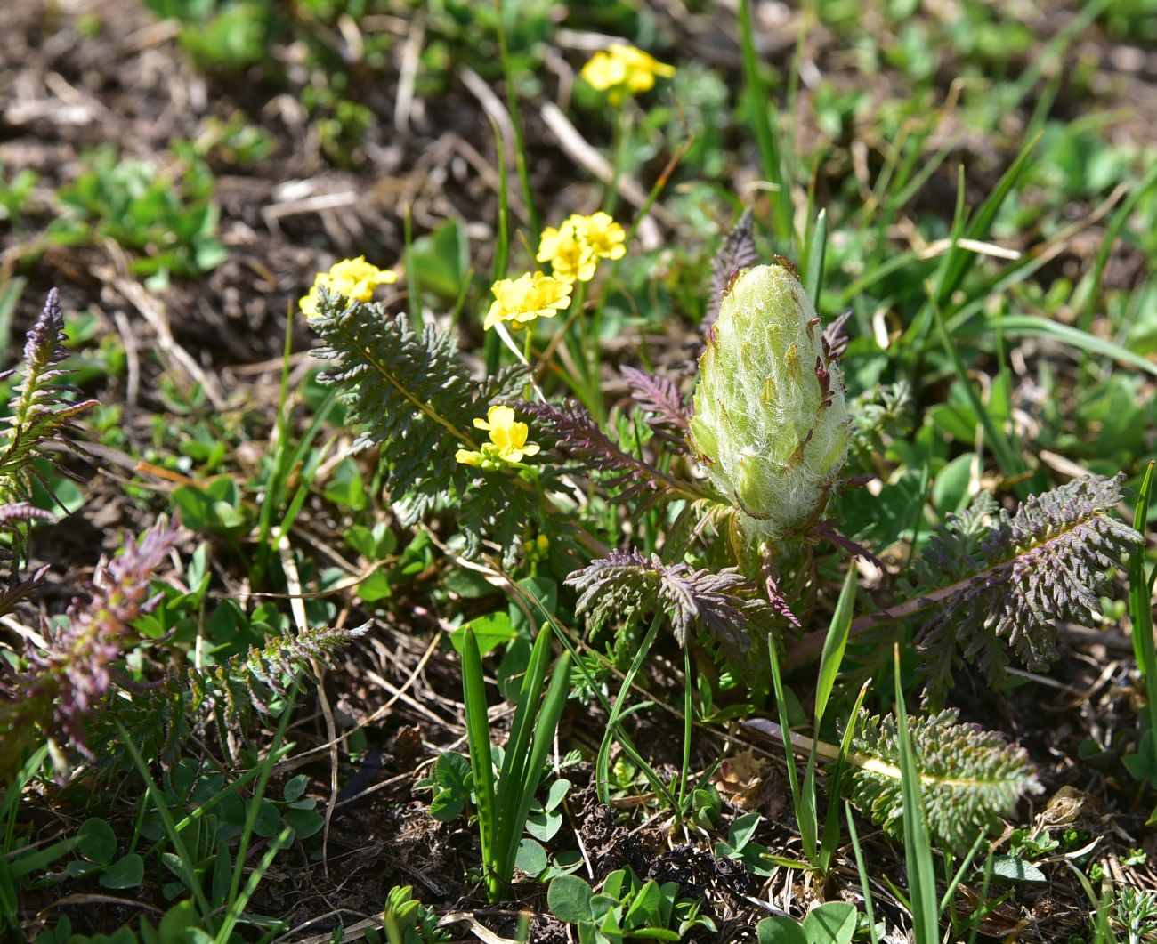 Image of Pedicularis condensata specimen.