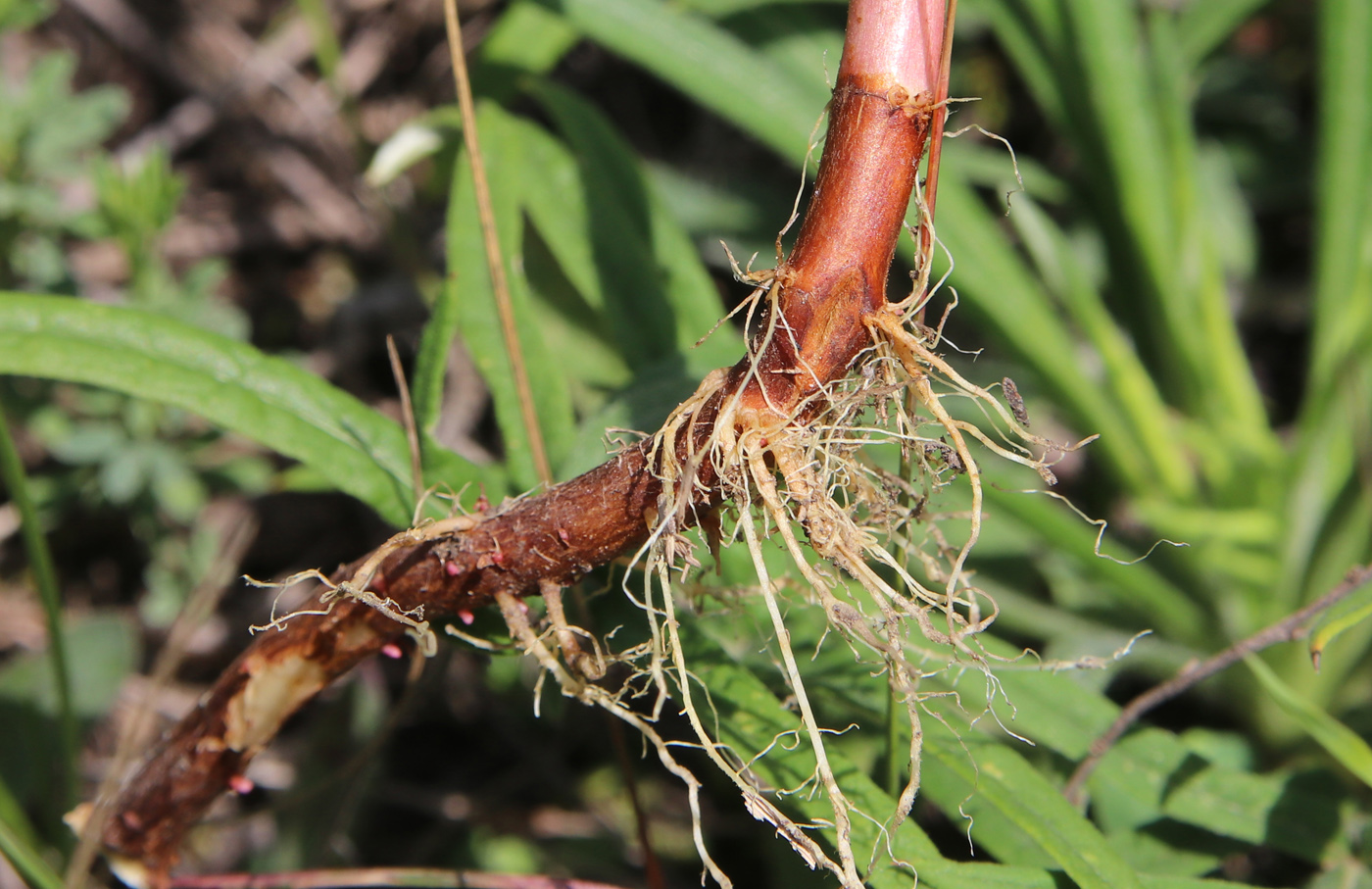 Image of Hypericum hirsutum specimen.