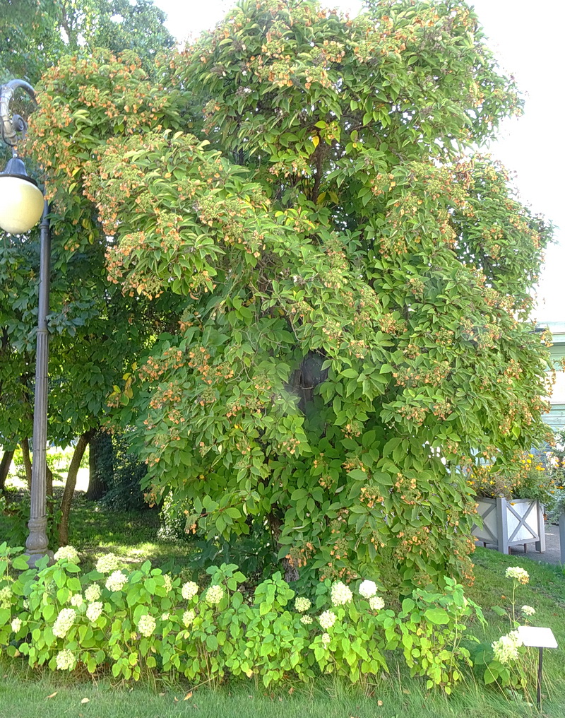 Изображение особи род Hydrangea.