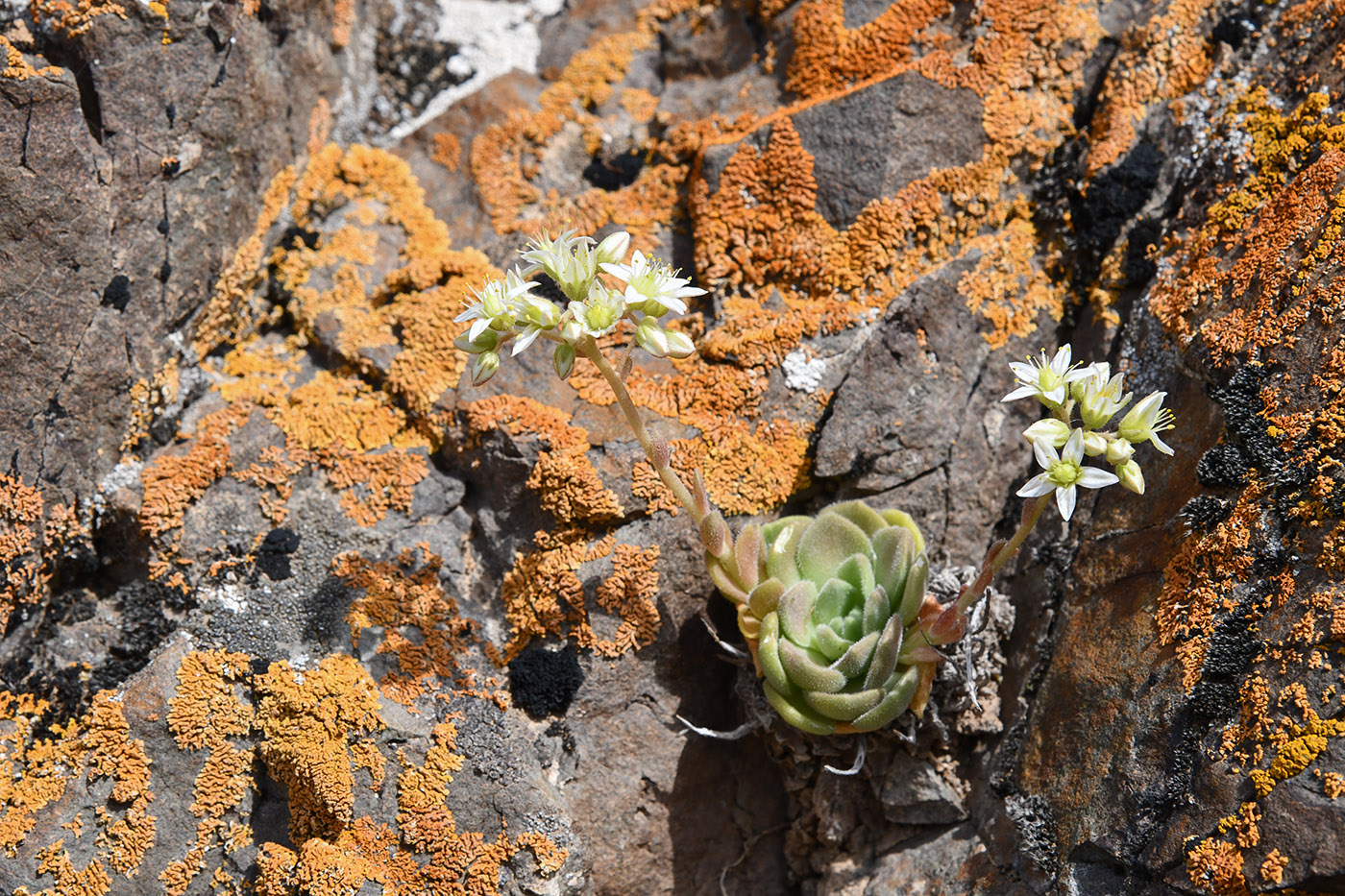 Image of Rosularia platyphylla specimen.