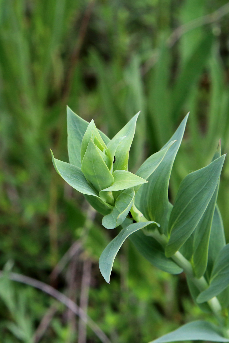 Image of Linaria genistifolia specimen.