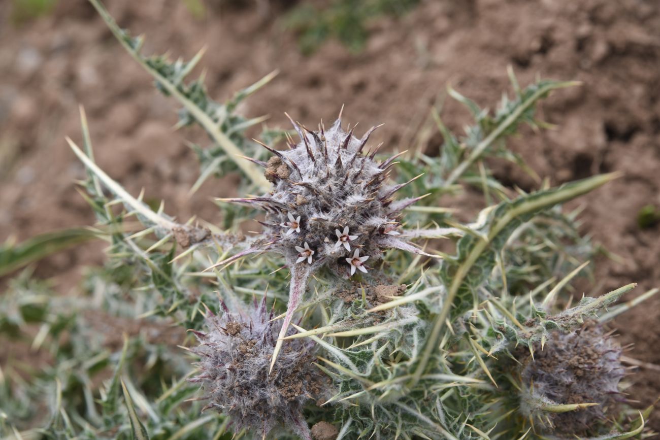 Image of genus Gundelia specimen.