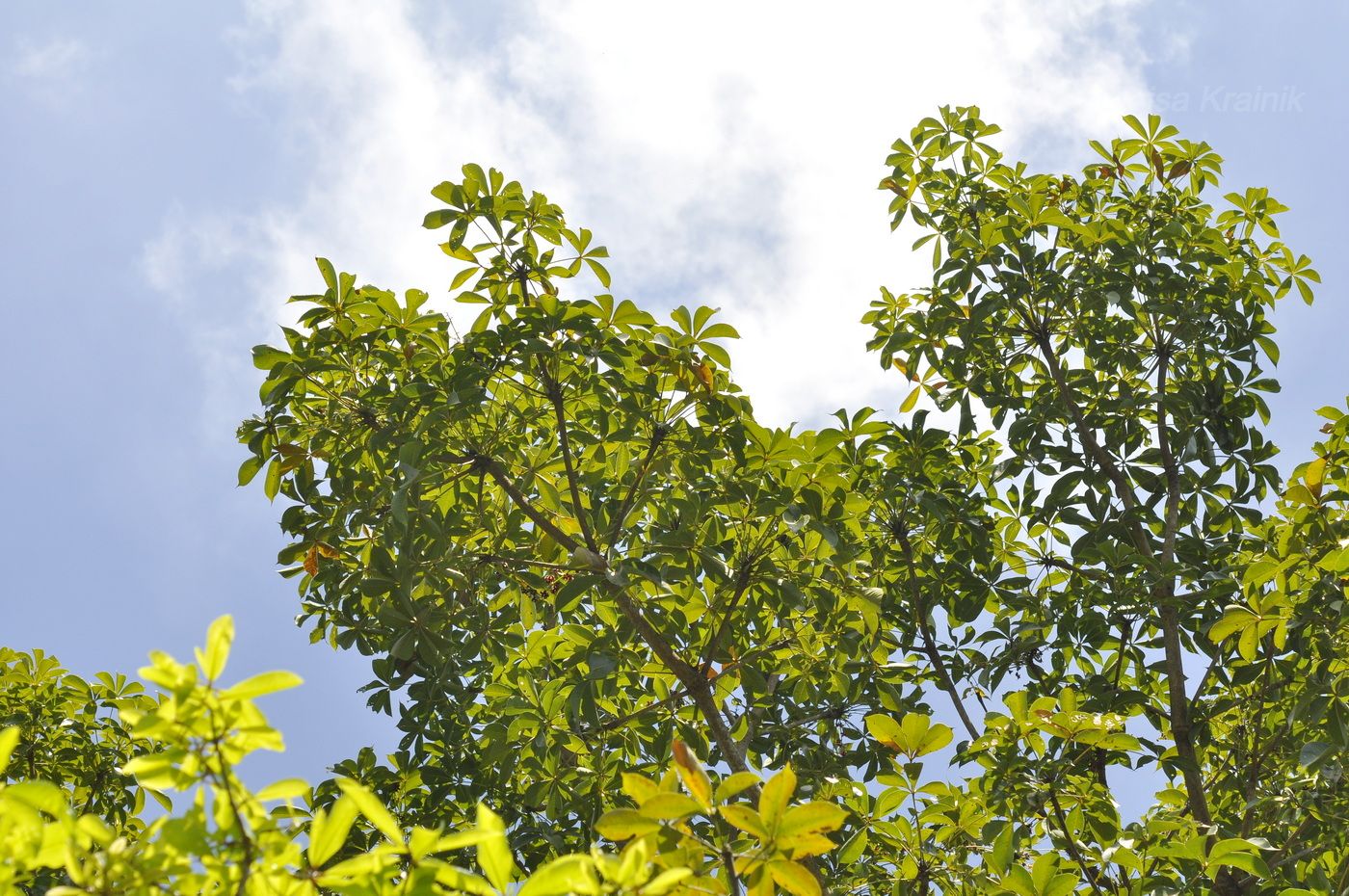 Изображение особи Sterculia foetida.
