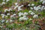 Anemonastrum brevipedunculatum. Цветущие растения. Хабаровский край, Советско-Гаванский р-н, хр. горы Яко, горная тундра. 16.06.2023.