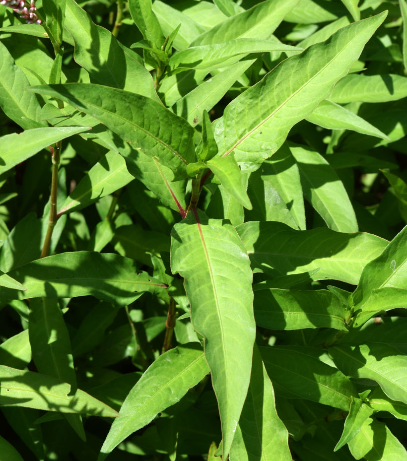 Image of Persicaria hydropiper specimen.