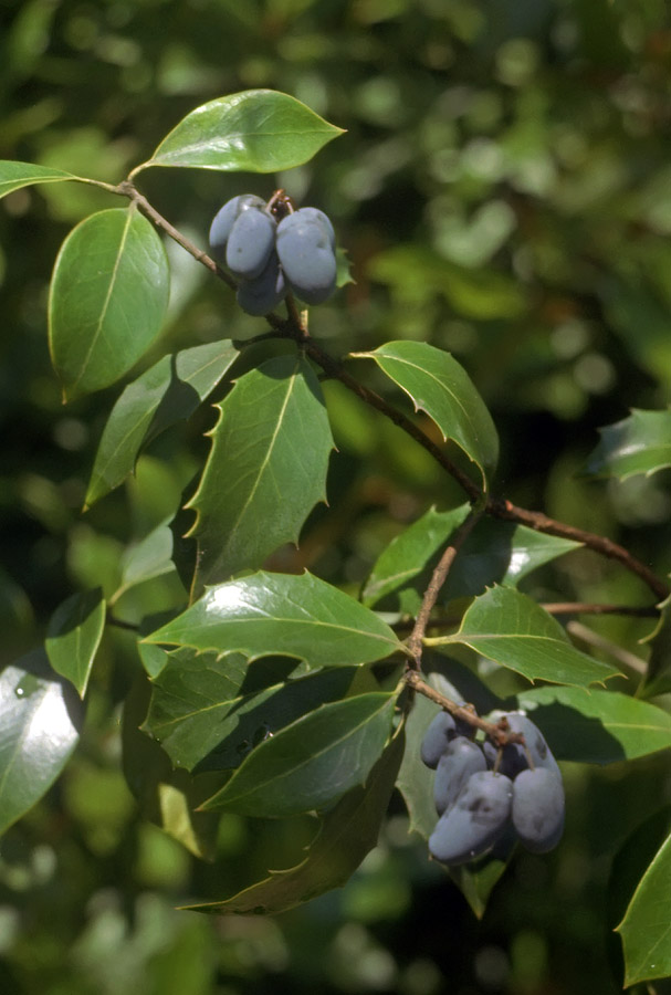 Image of Osmanthus heterophyllus specimen.