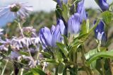 Gentiana scabra