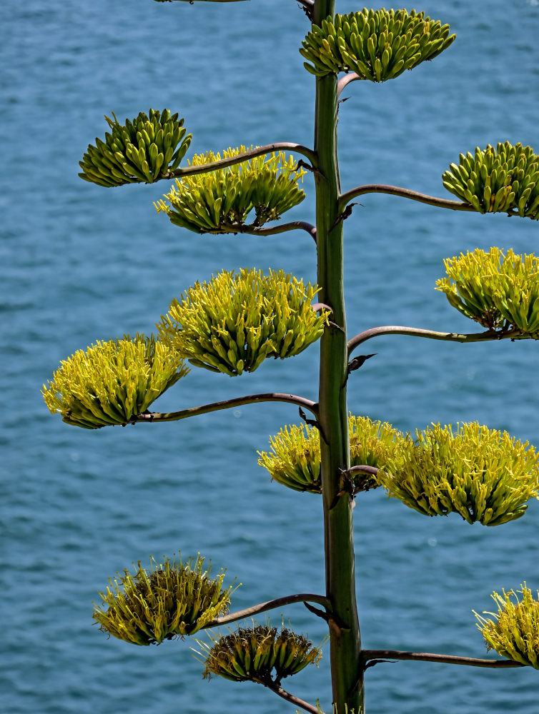 Изображение особи Agave americana.