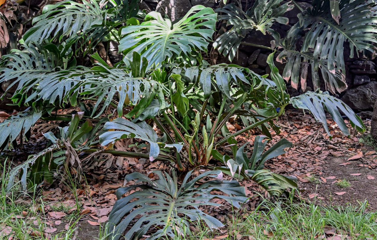 Изображение особи Monstera deliciosa.