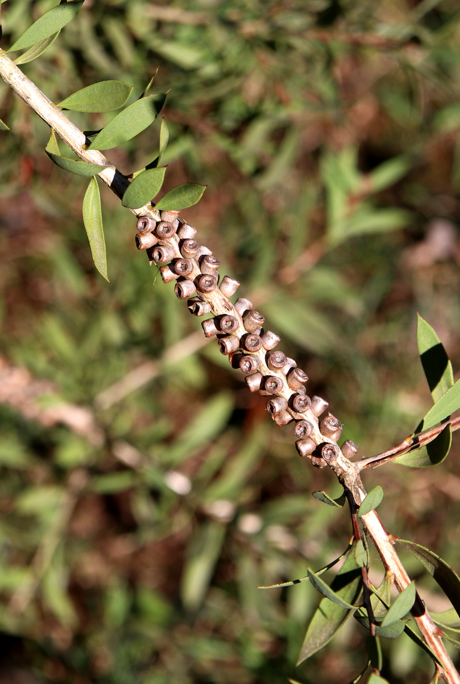 Image of Callistemon salignus specimen.