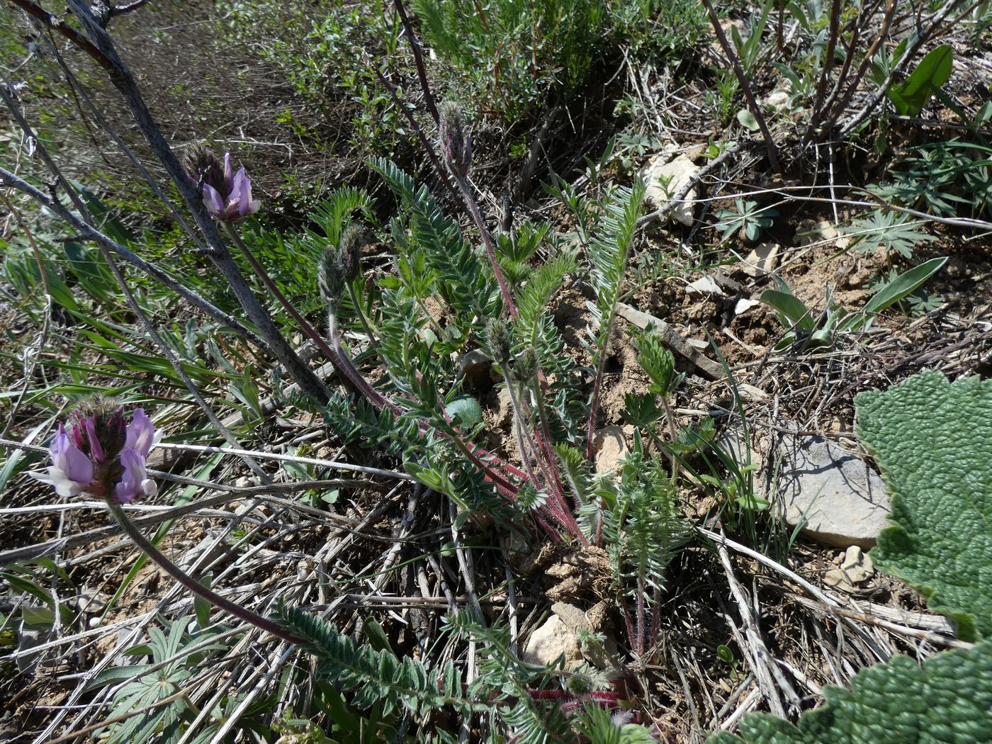 Image of Astragalus masenderanus specimen.
