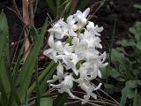 Hyacinthus orientalis. Соцветие. Ульяновск, Заволжский р-н, придомовой цветник. 22.04.2026.