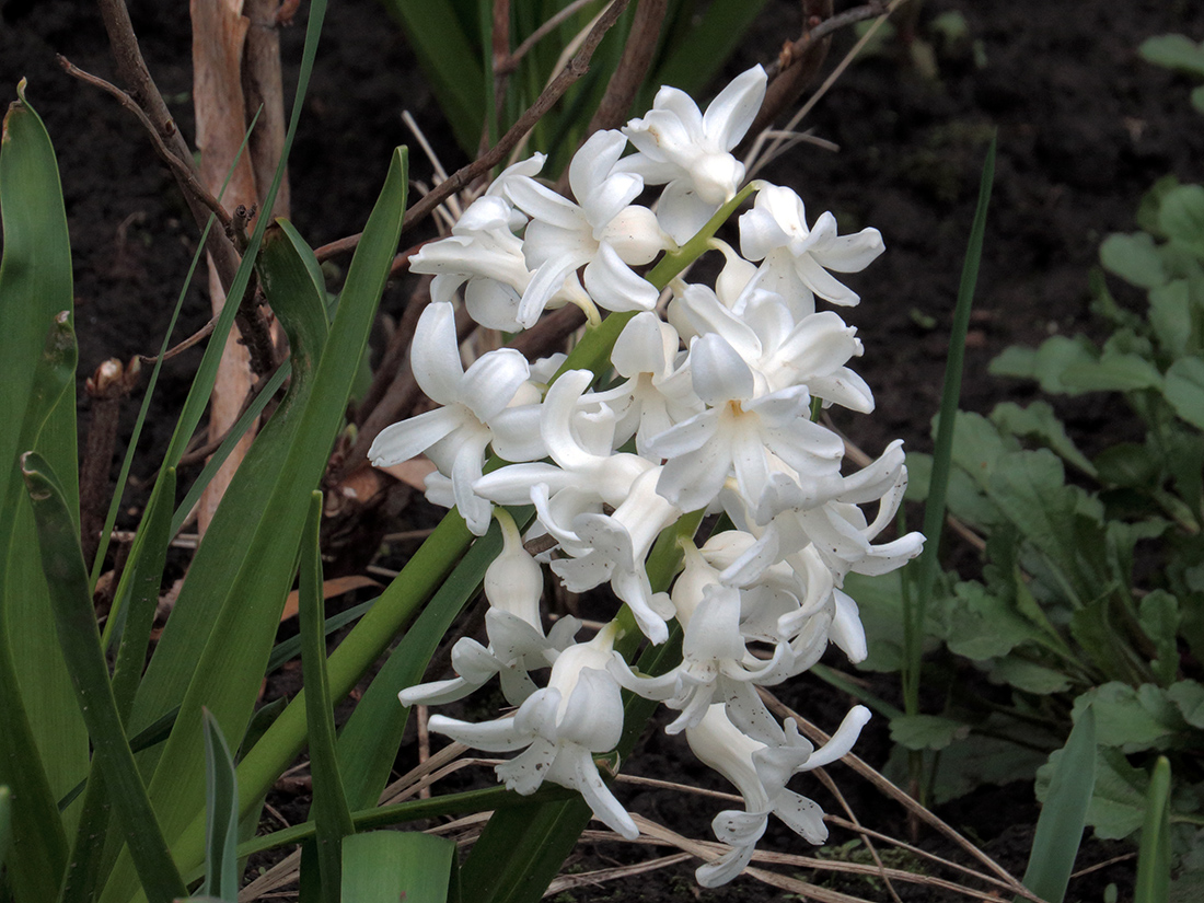 Изображение особи Hyacinthus orientalis.