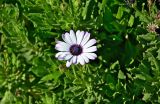 Osteospermum fruticosum