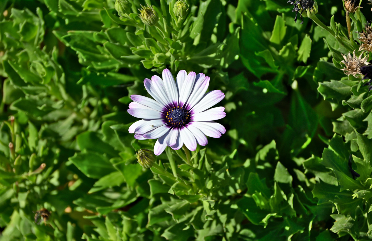 Image of Osteospermum fruticosum specimen.