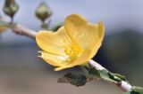 семейство Malvaceae. Цветок. Вьетнам, пров. Кханьхоа, г. Нячанг, окр. водохранилища Ам Чуа (Ho Am Chua), пустырь. 23.02.2026.