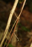 Atragene koreana