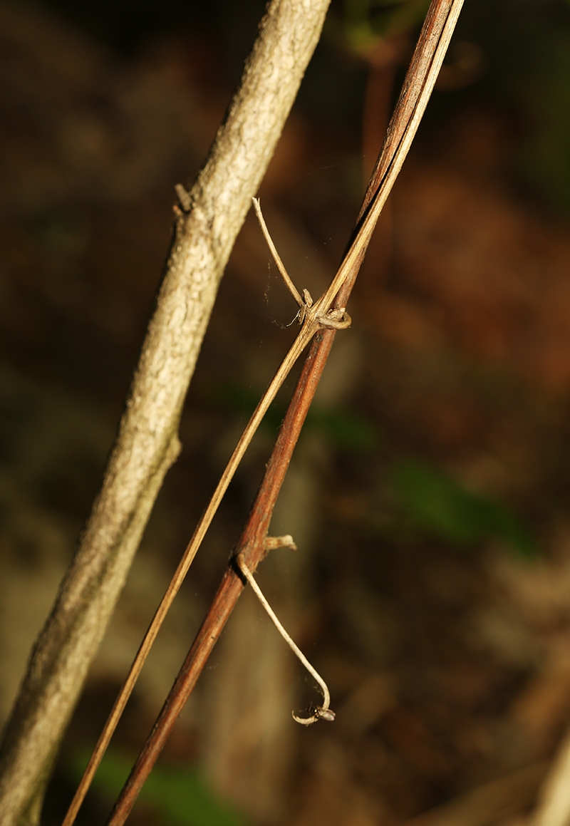 Image of Atragene koreana specimen.