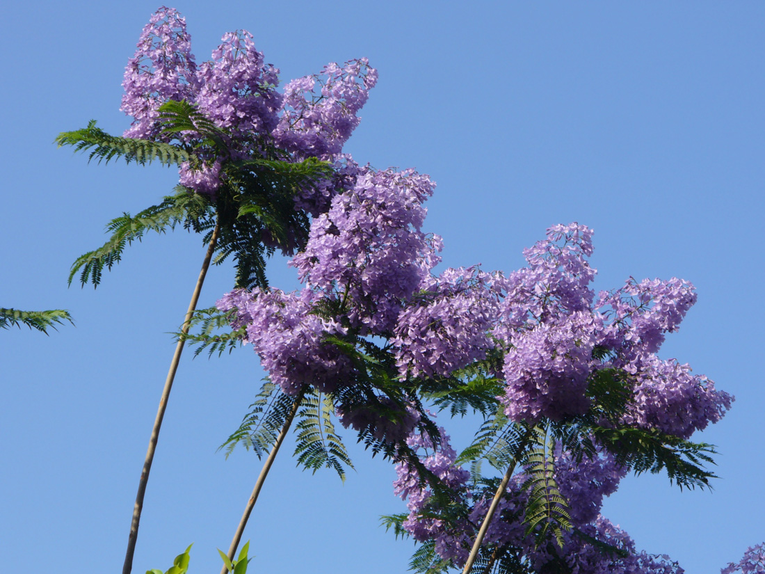 Изображение особи Jacaranda mimosifolia.