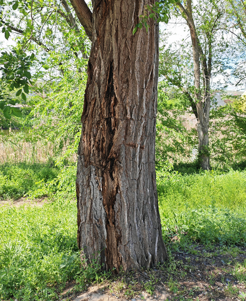 Image of Ulmus pumila specimen.