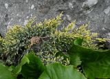 род Juniperus. Ветвь с молодыми побегами и засохшей веточкой в окружении листьев Bergenia. Карелия, г. Петрозаводск, в ландшафтном озеленении. 07.06.2026.