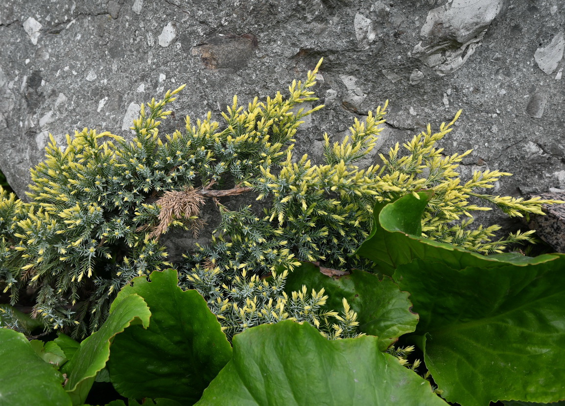 Image of genus Juniperus specimen.