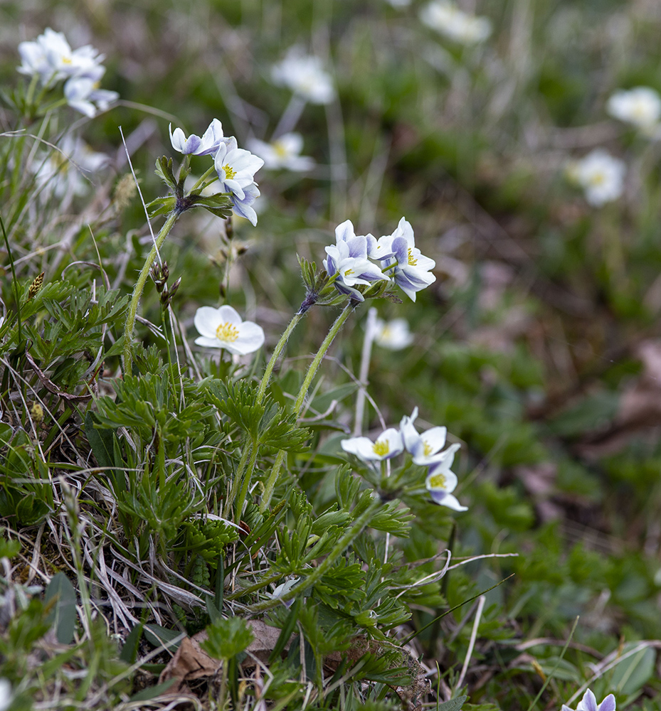 Изображение особи Anemonastrum sibiricum.
