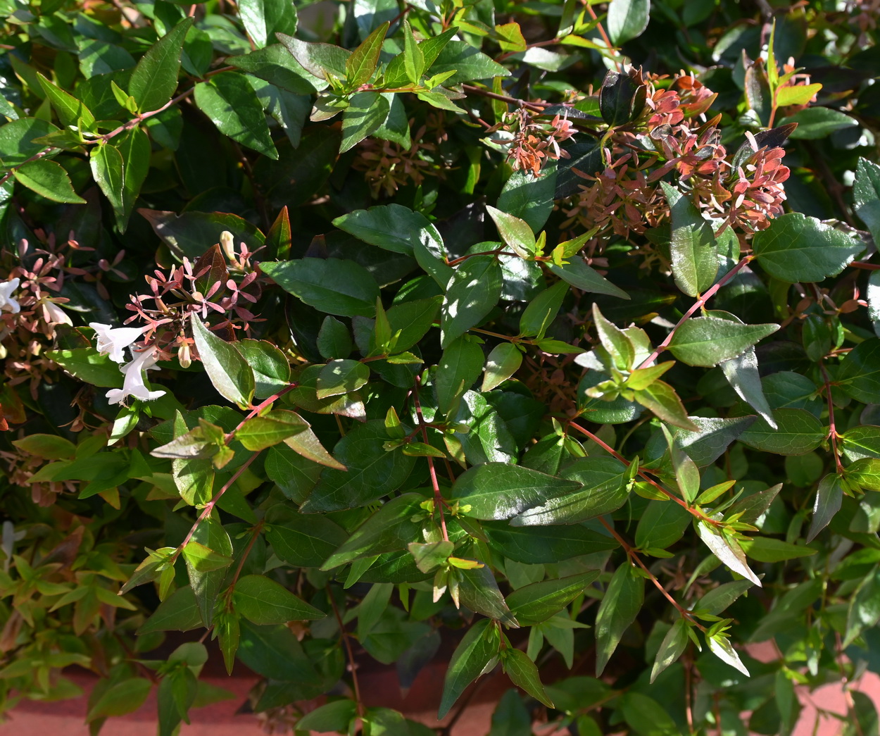 Image of Unknown species specimen.