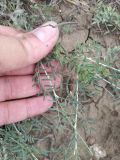 Astragalus temirensis