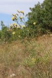 Centaurea salonitana