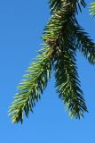 Picea abies. Побеги на конце ветви в нижней части кроны. Ленинградская обл., Кировский р-н, пос. Дачное, дачный участок. 19.06.2026.