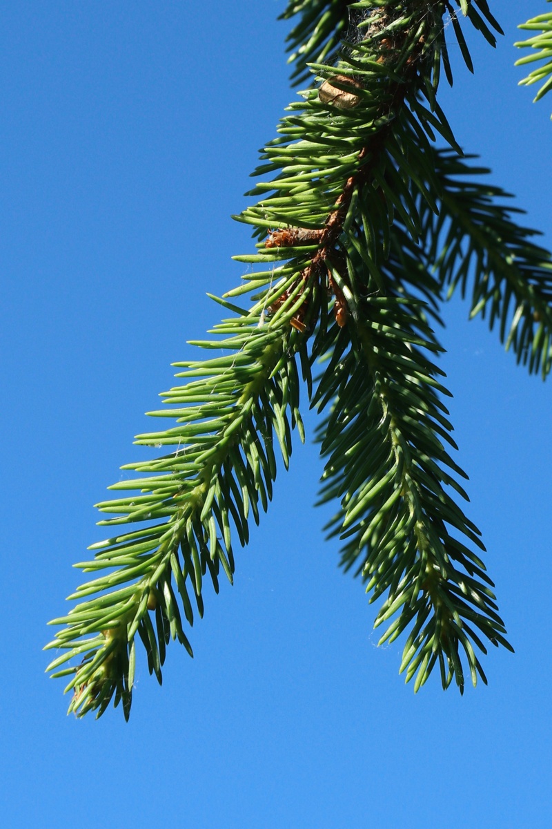 Изображение особи Picea abies.