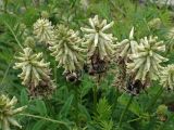 Astragalus uliginosus. Соцветия со шмелями. Хабаровский край, г. Комсомольск-на-Амуре, берег р. Амур (Совхозная протока). 18.06.2026.