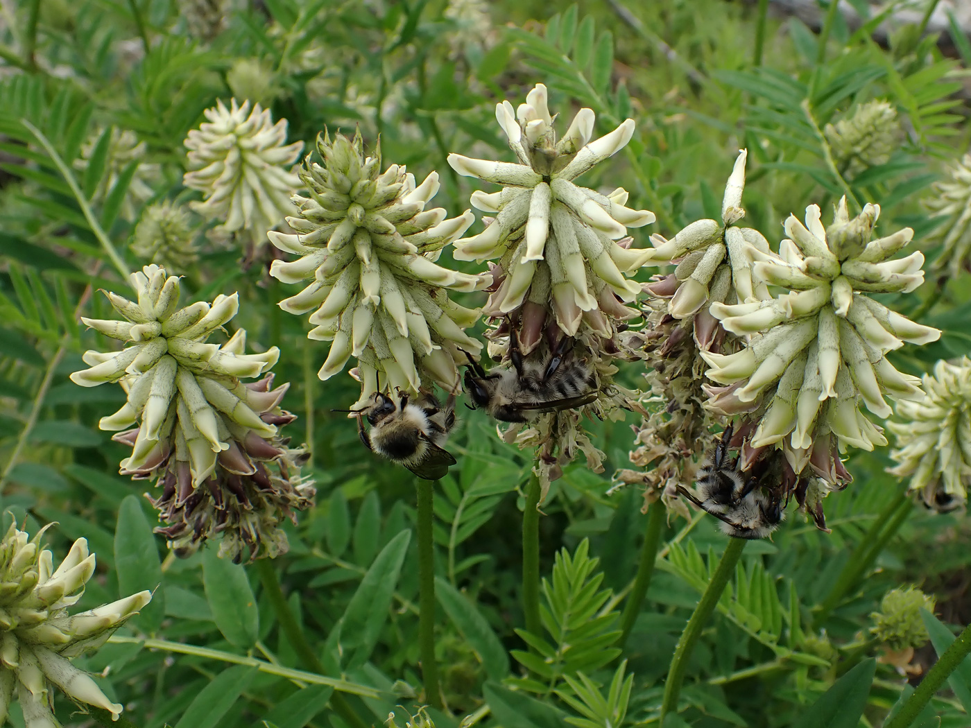 Image of Astragalus uliginosus specimen.