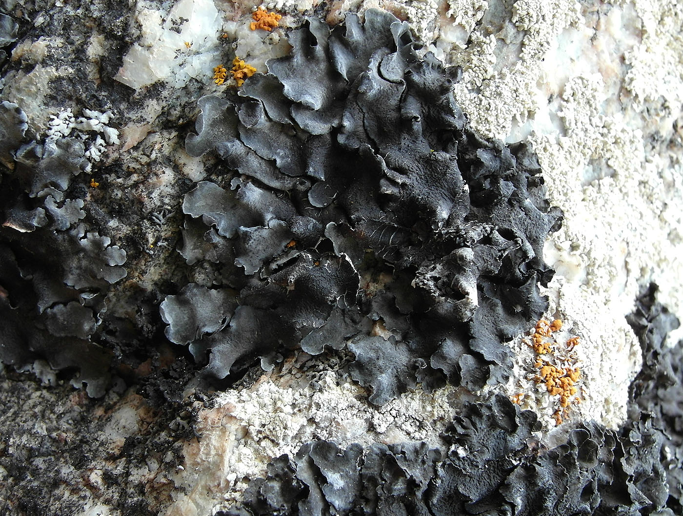 Image of Collema flaccidum specimen.