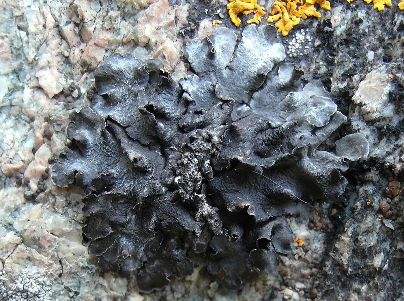 Изображение особи Collema flaccidum.