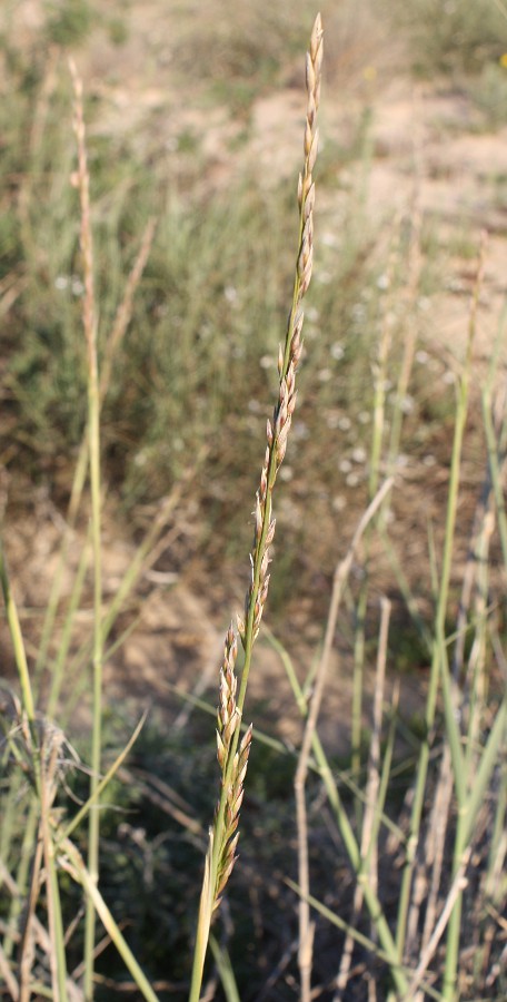 Image of Asthenatherum forskaolii specimen.