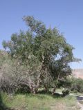 род Betula. Плодоносящее растение. Таджикистан, Согдийская обл., Айнинский р-н; Памиро-Алай, Фанские горы, побережье оз. Искандеркуль, дол. р. Сарытаг, ≈ 2290 м н.у.м., обочина грунтовой дороги среди кустарников. 25 июня 2026 г.