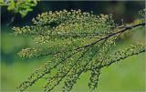 Image of taxon representative. Author is Виталий Гуменюк