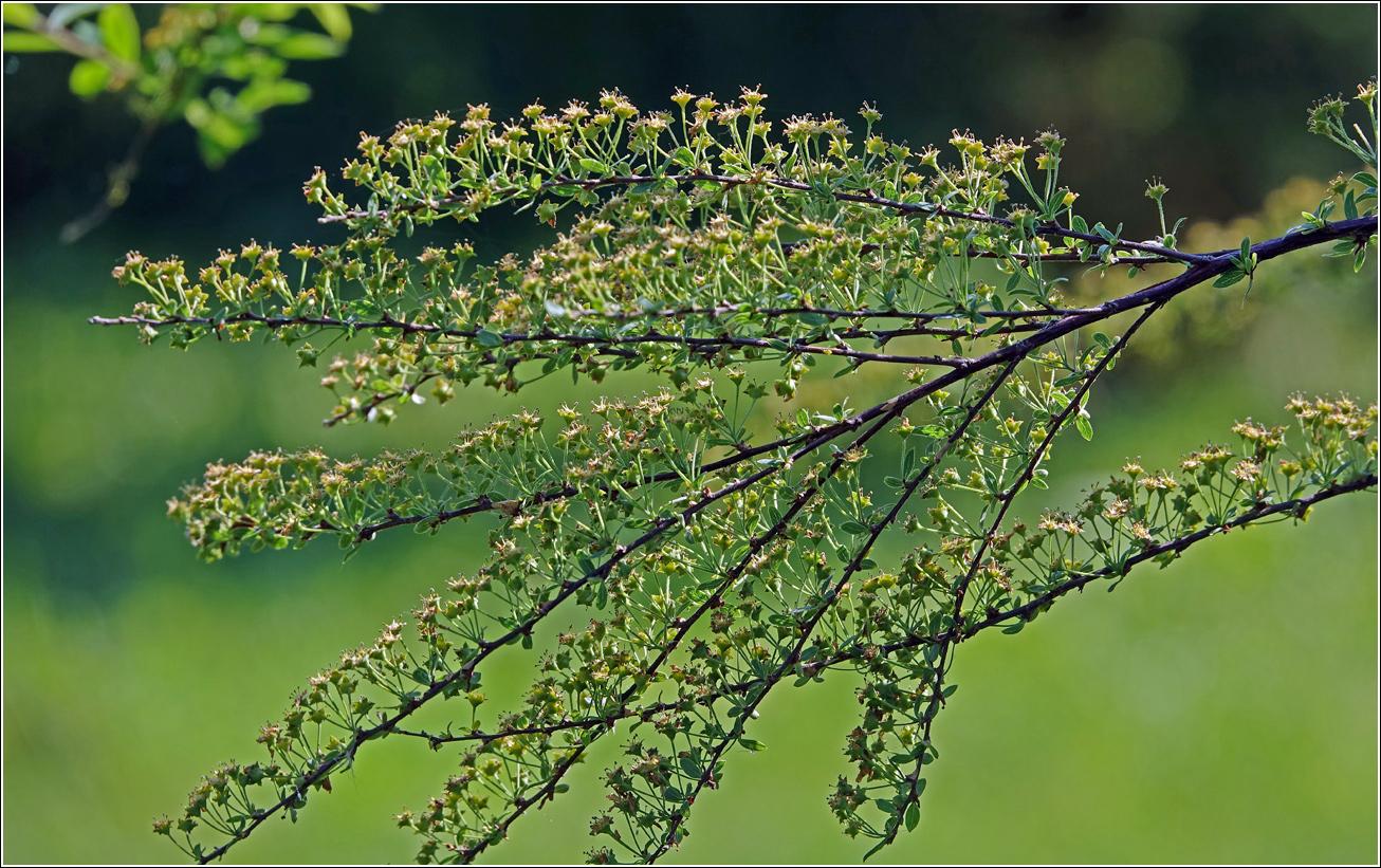 Image of Spiraea × cinerea specimen.