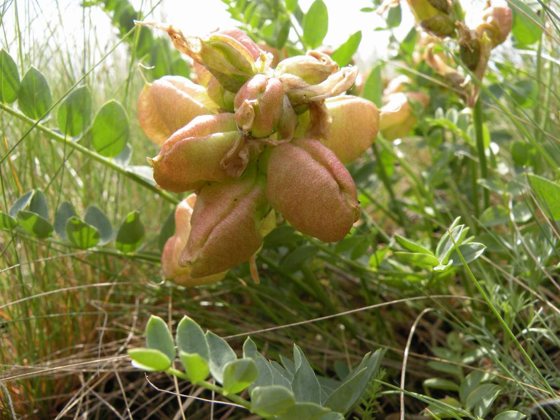 Image of Astragalus physocarpus specimen.