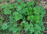 Apiaceae