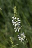 Stachys atherocalyx. Соцветие. Ростовская обл., Аксайский р-н, окр. хутора Александровка. 28.05.2011.