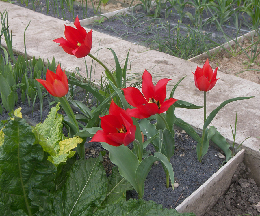 Изображение особи Tulipa eichleri.