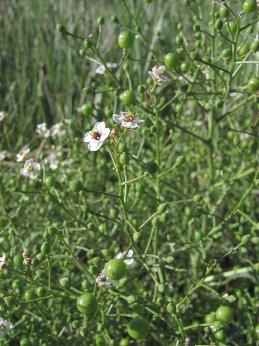 Image of Crambe aspera specimen.